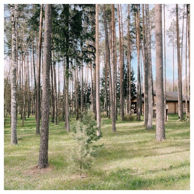 Green Tree - Minsk, Belarus